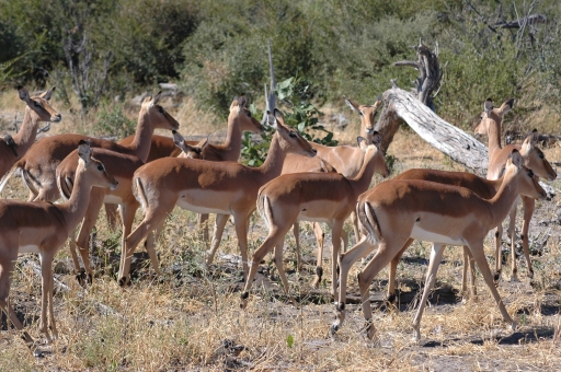 Lots of impala 